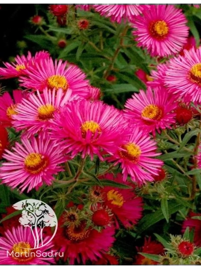 Астра американская кустовая