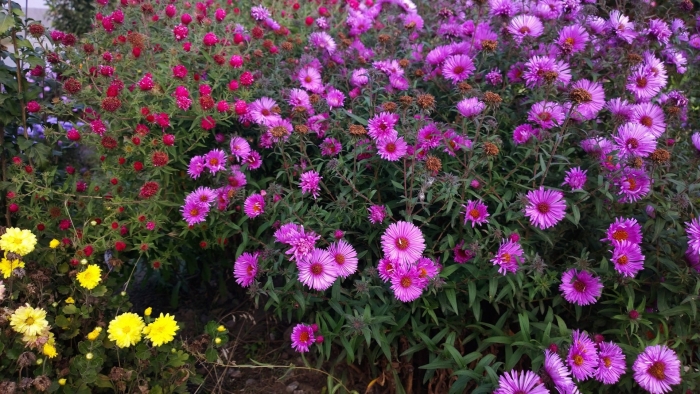 Астра сентябринка многолетняя малиновая