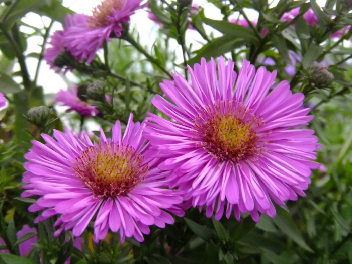 Астра сентябринка многолетняя