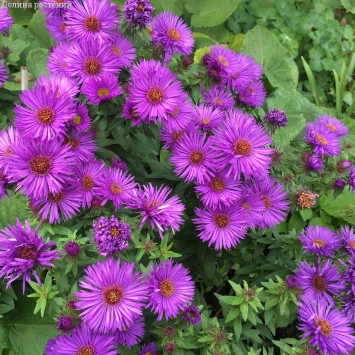 Астра новоанглийская пурпл доум