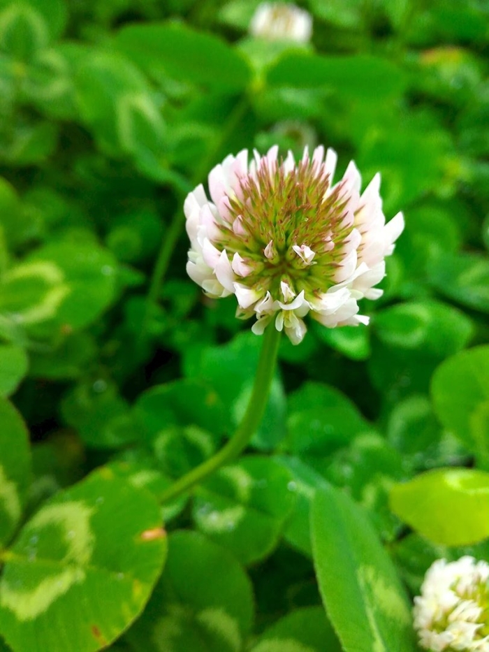 Клевер ползучий