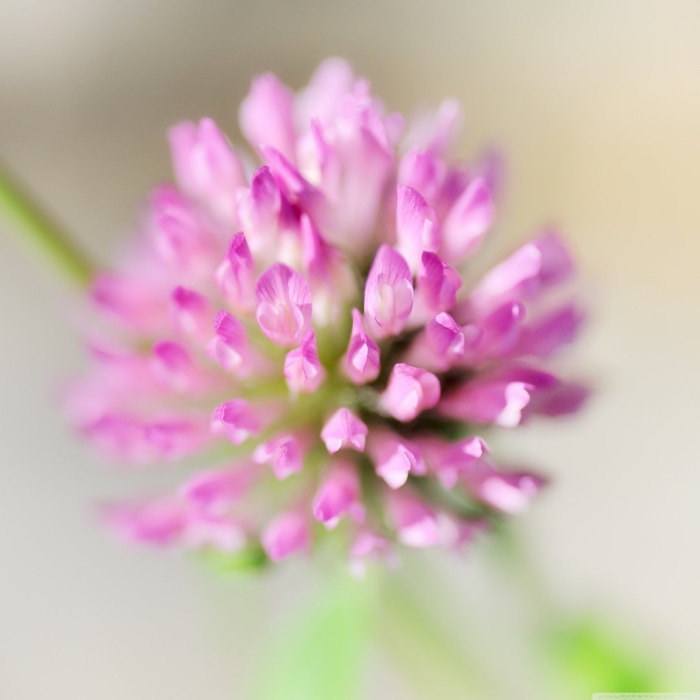 Цветки красного клевера