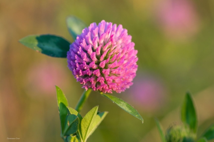 Клевер красный луговой