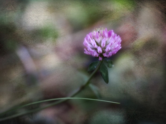 Фиолетовый клевер