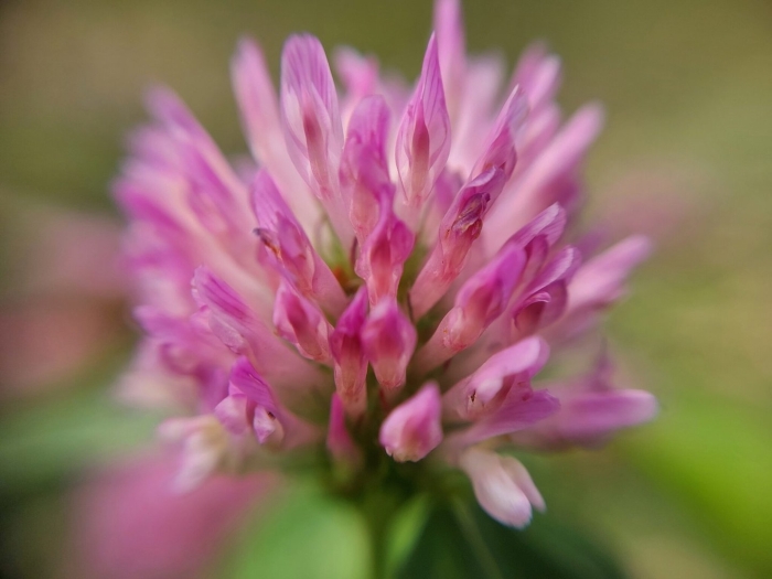 Клевер луговой