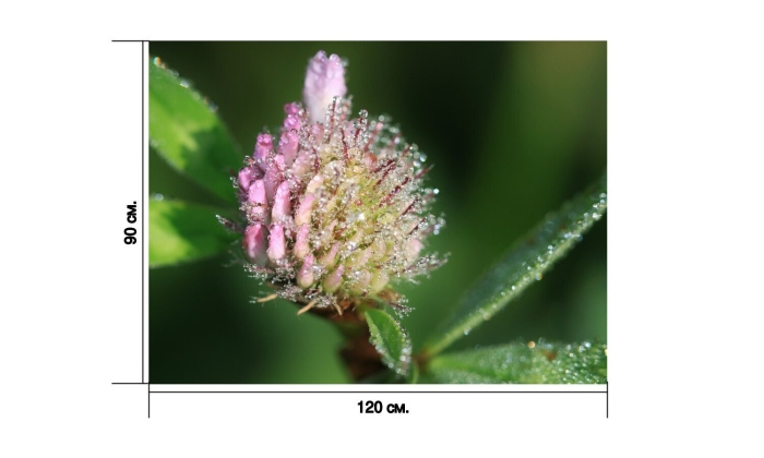 Клевер луговой листья