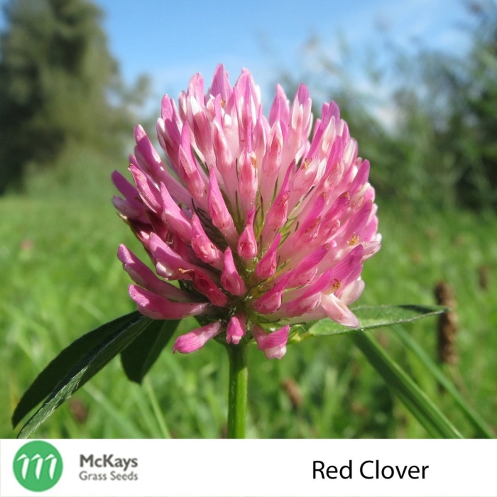 Красный клевер trifolium pratense