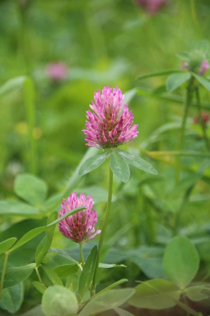 Клевер обыкновенный