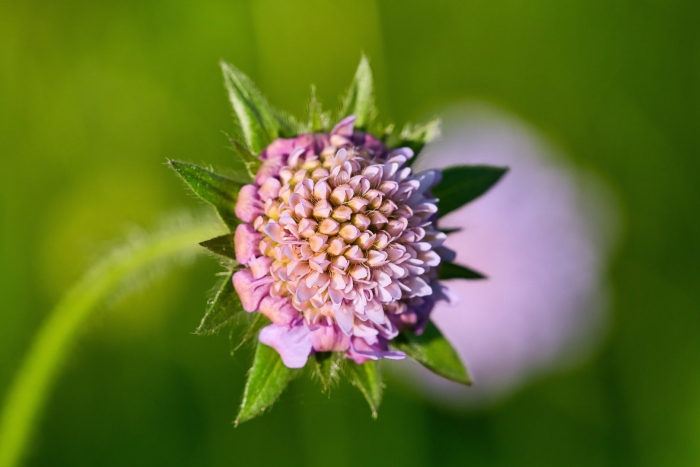 Knautia arvensis