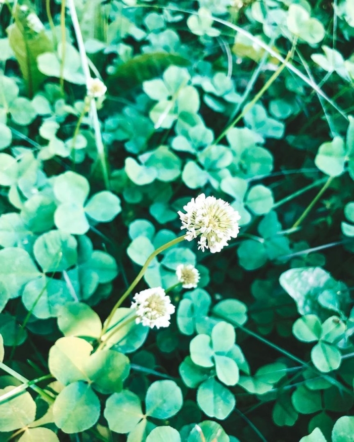 Клевер ползучий (trifolium repens)
