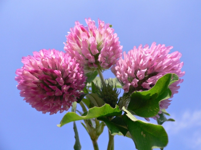 Клевер кашка