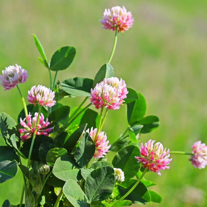 Клевер луговой