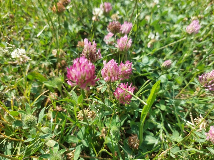 Клевер луговой красный поле