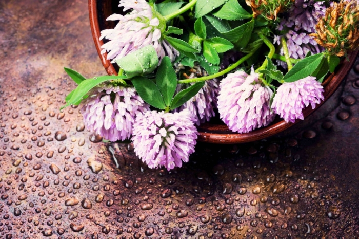 Цветки клевера