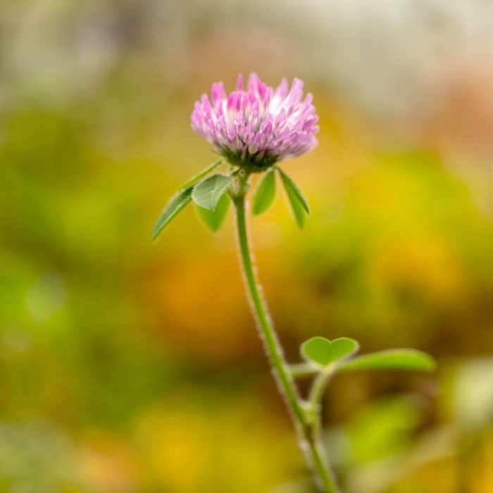 Клевер цветок