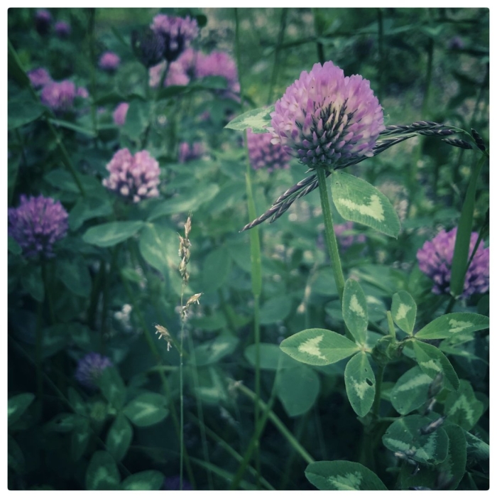 Растение клевер