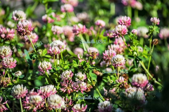 Trifolium fragiferum