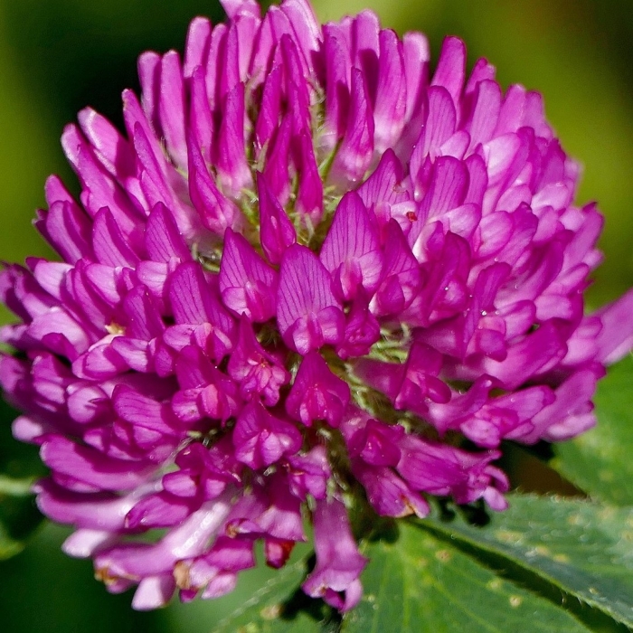 Клевер луговой