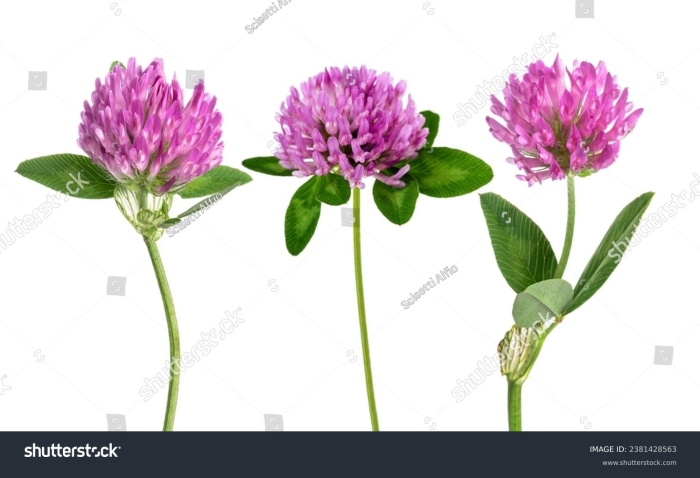 Клевер красный цветки