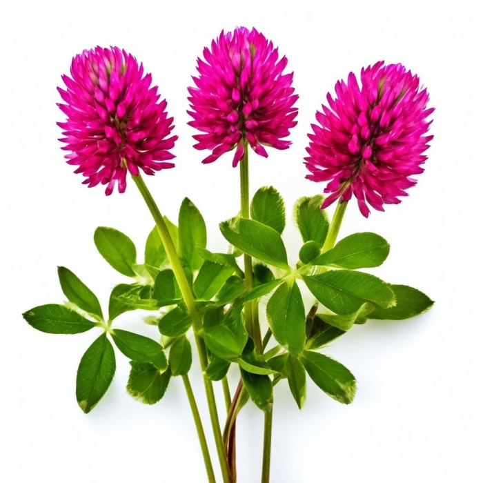 Клевер луговой розовый