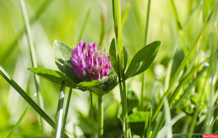 Клевер луговой