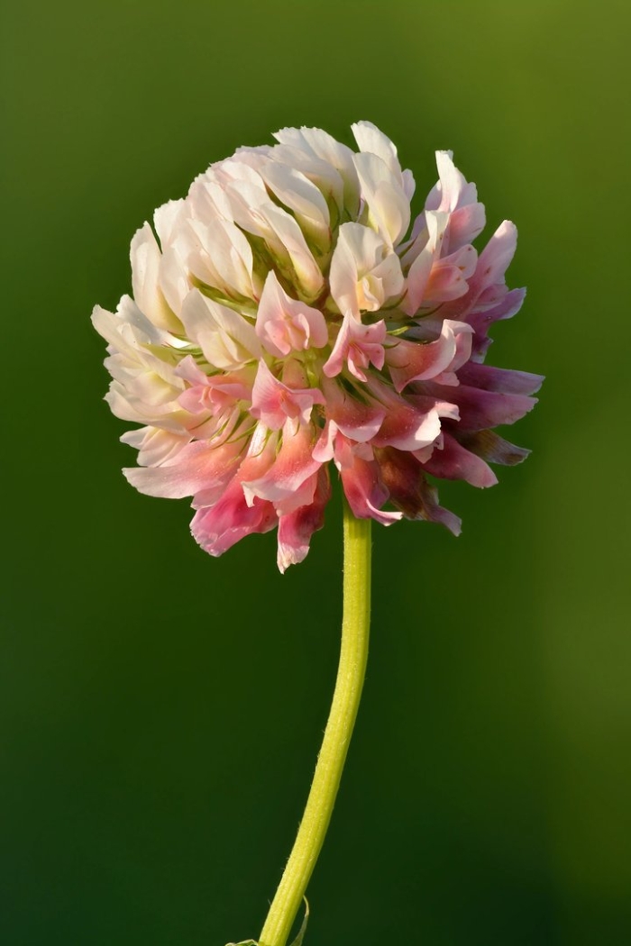 Клевер гибридный (trifolium hybridum)