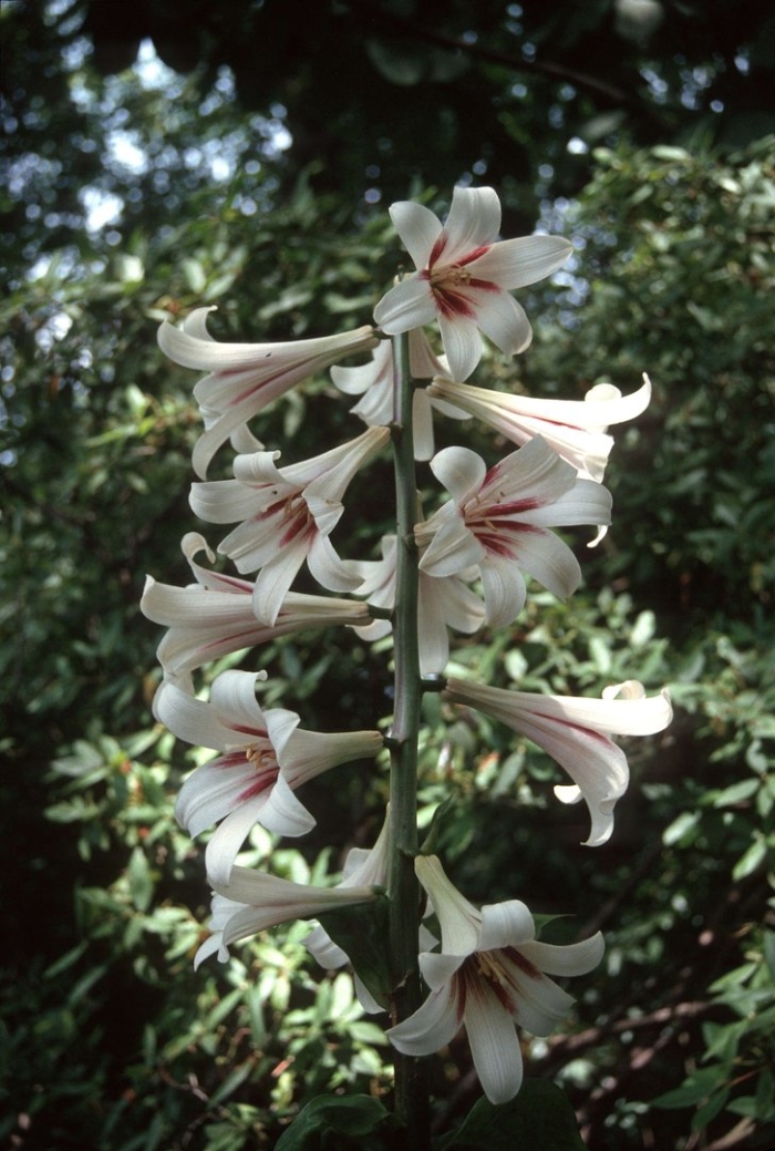 Кардиокринум глена