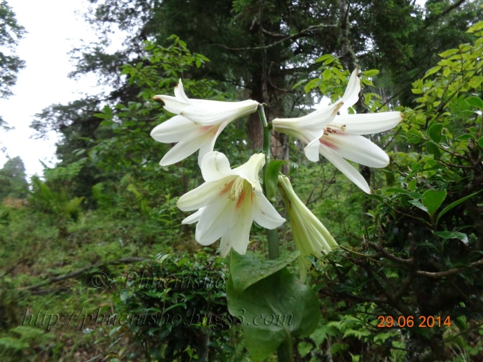 Гималайский кардиокринум