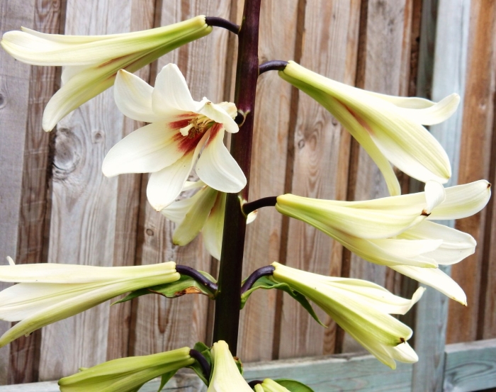 Гималайская лилия-гигант cardiocrinum