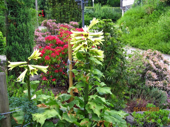 Кардиокринум глена