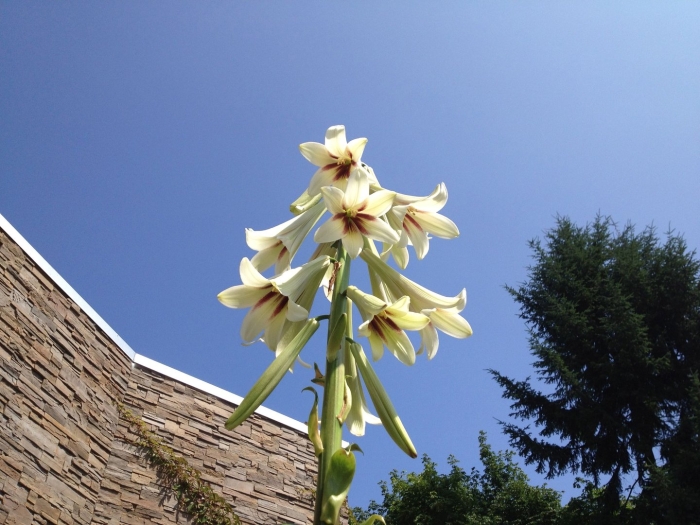 Лилия глена кардиокринум