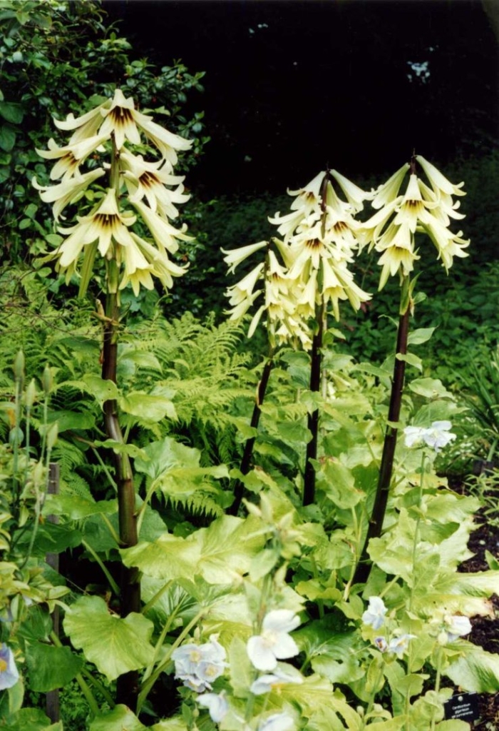 Cardiocrinum giganteum