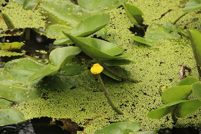 Кубышка (nuphar)