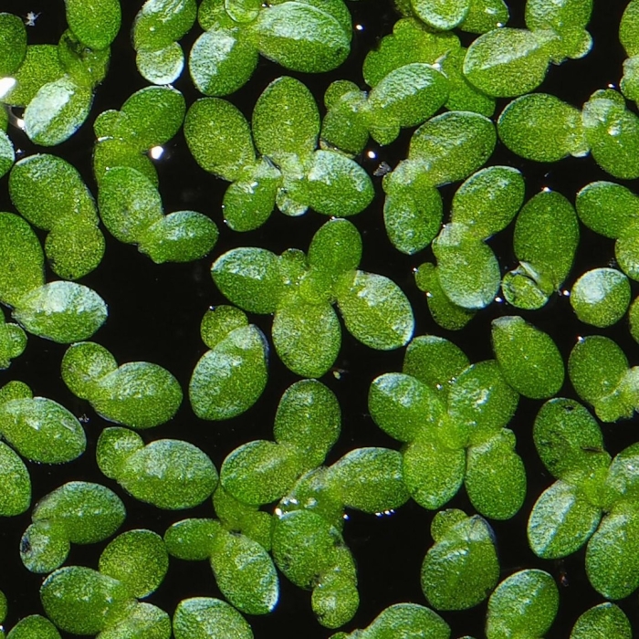 Болотная ряска