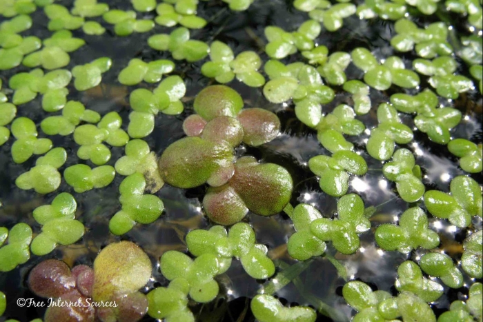 Ряска малая lemna minor