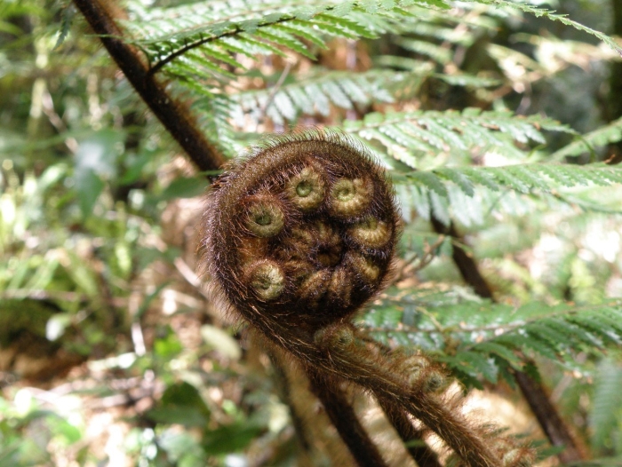 Циатея брауна