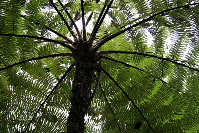 Древовидный папоротник циатея