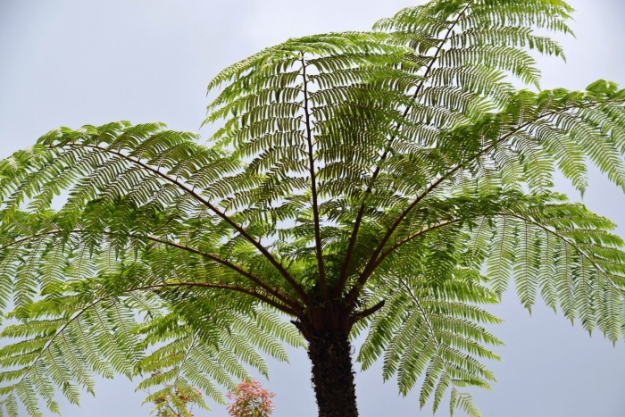 Циатея брауна папоротник
