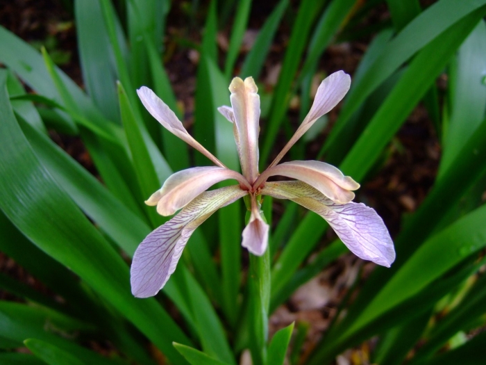 Iris foetidissima