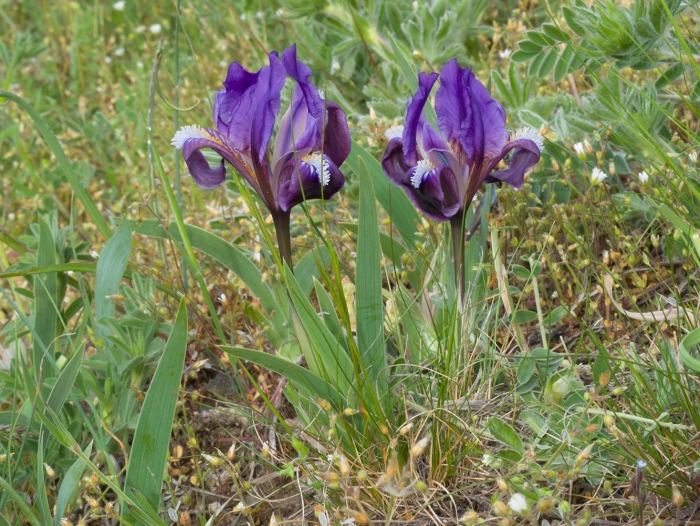 Ирис приземистый (iris humilis georgi)