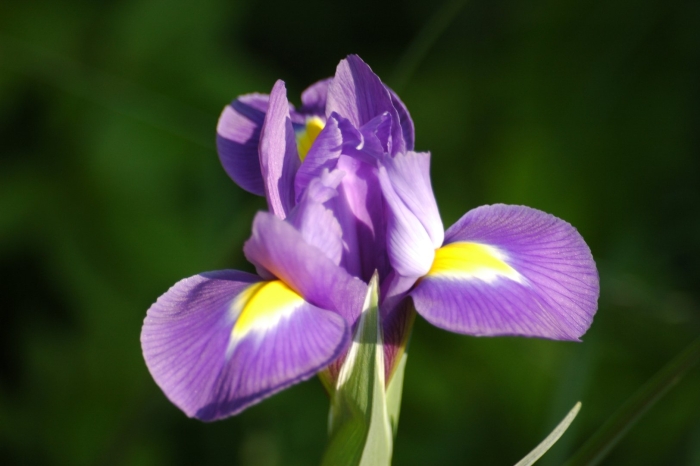 Ирисовые (iridaceae)