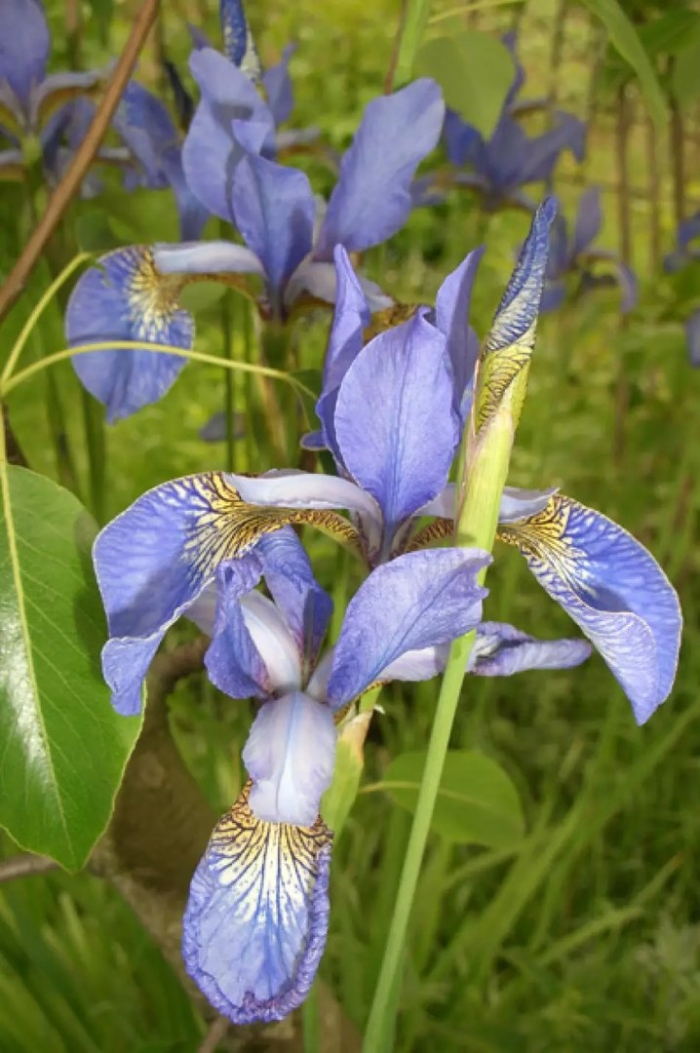 Ирис сибирский iris sibirica
