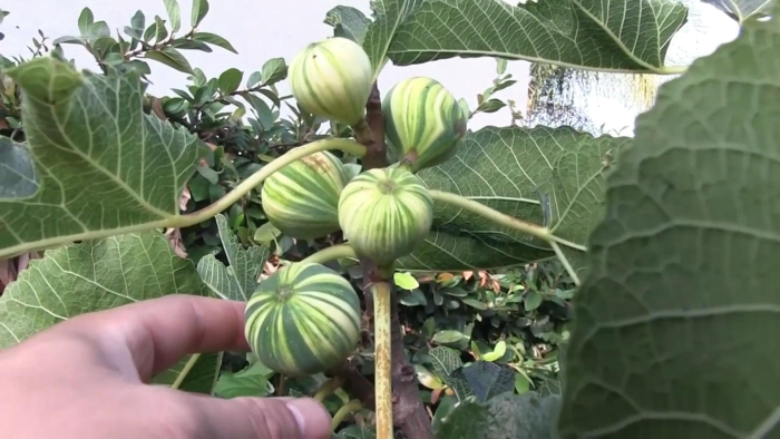 Инжир полосатый панч