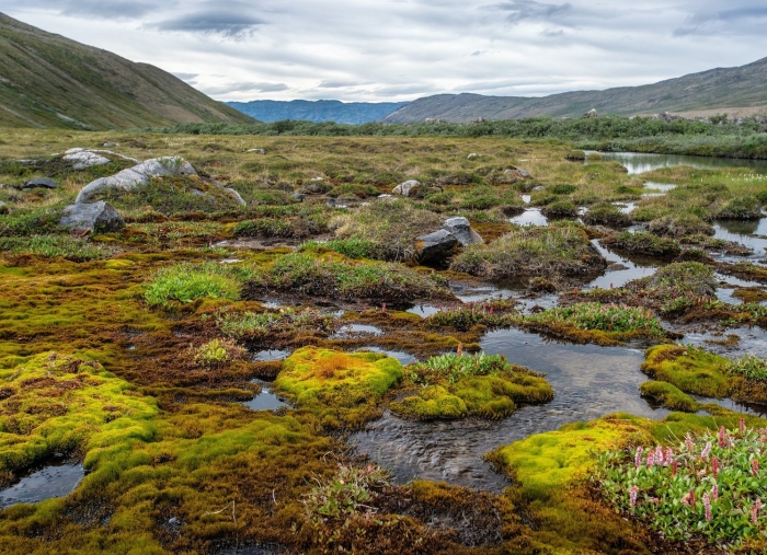 Арктическая тундра россии