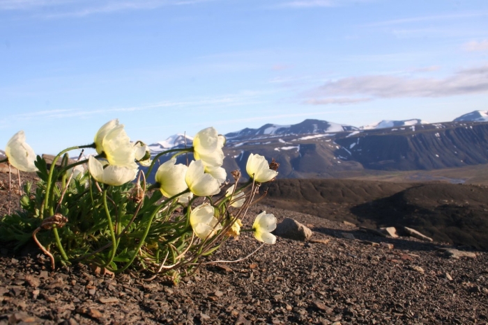 Полярный мак арктических пустынь