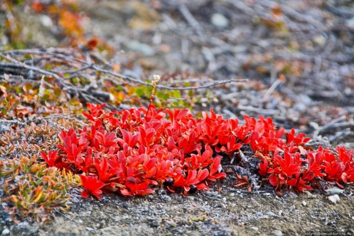 Арктоус альпийский