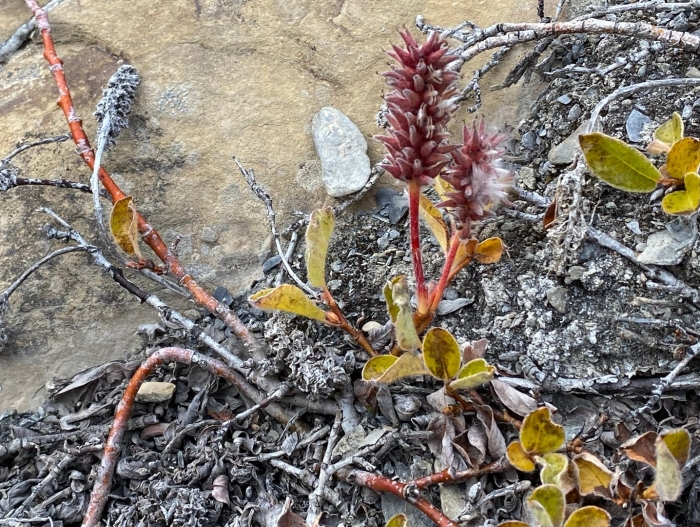 Ива арктическая salix arctica