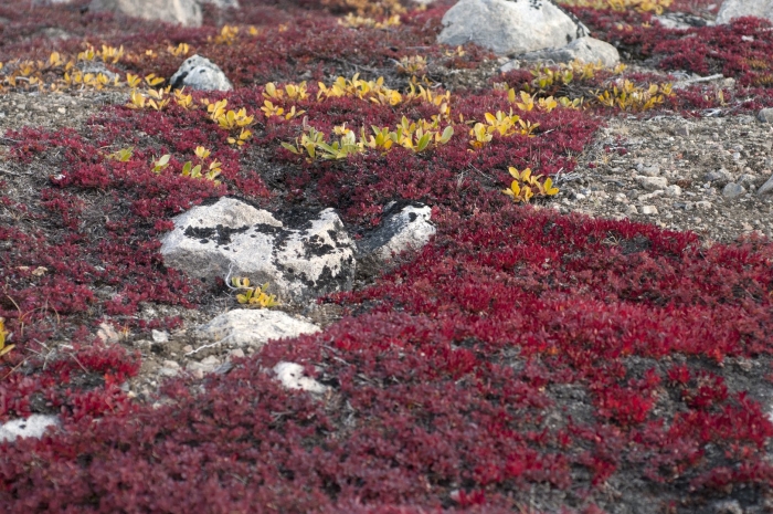 Тундра арктическая толокнянка