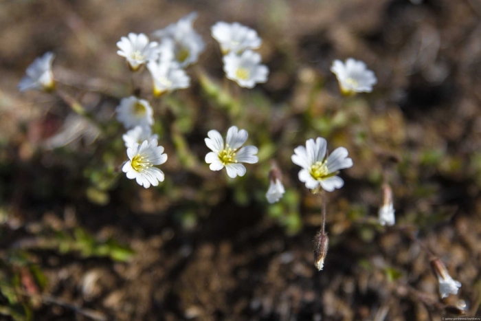 Cerastium arvense