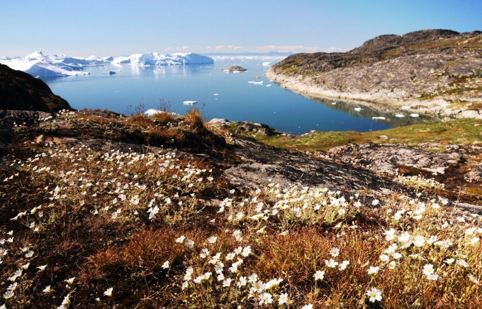 Арктика арктические пустыни климат